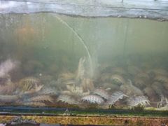 濑尿虾…………-浪琴湾尾角仔海鲜坊