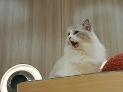 -瞄一喵猫咖(格力海岸店)