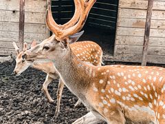 -安德鲁户外烧烤帐篷营地(马泉营店)