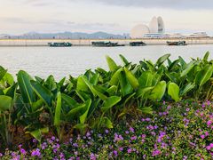 -野狸岛