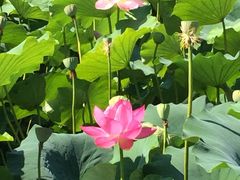 iphone_upload_pic-赫图阿拉城