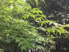 -西湖外事游船(花港观鱼码头)