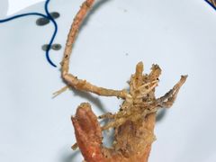 -正宗天津烧麦馆(柳州路店)