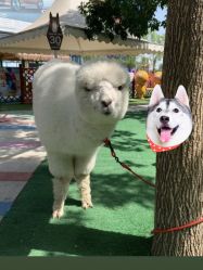 -萌宠亲子动物乐园(槐房万达店)