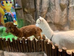 -宝燕乐园(闵行旗舰店)