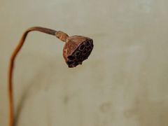 -知亘茶食