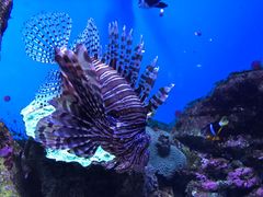 -西海国立公园九十九岛水族馆