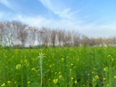 -汉长安城未央宫国家考古遗址公园