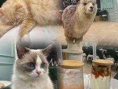 -安格丽娜·狗咖·猫咖羊驼咖(春熙路百盛商场店)