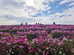 -花开海上生态园