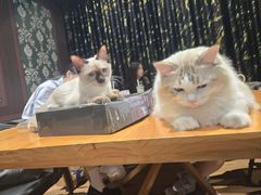 -剧狐剧本杀(徐汇1号店)