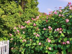 -绍兴镜湖国家城市湿地公园