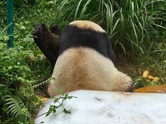 -广州长隆野生动物世界