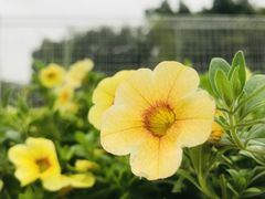 -深圳国际园林花卉博览园