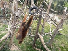 -武汉动物园