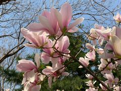 -大兴滨河森林公园