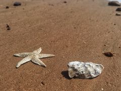 -星光岛