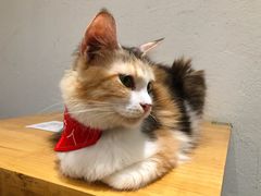 -猫色咖啡·猫咖