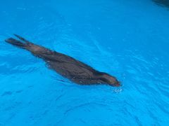 -海合安成都极地海洋公园