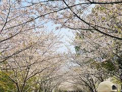 -高东镇樱花园