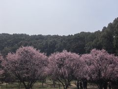 -无锡梅园公园