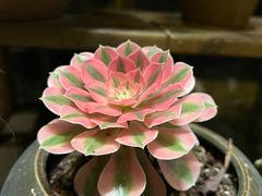 -华冠悠岚·庭院餐厅(青城后山店)