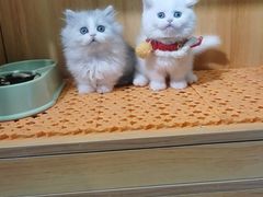 -欣宠猫屋·矮脚拿破仑·蓝金金渐层