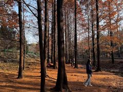 -白水寺森林公园