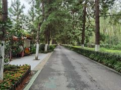 -合肥滨湖国家森林公园