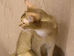 -MOCHA明星猫咖(田子坊店)