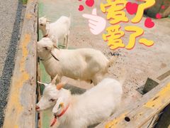 -前小桔亲子创意农场·草莓采摘·露营烧烤