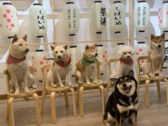 -柴迷FANS CLUB·柴犬狗咖·猫咖