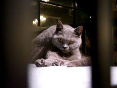 -more than meow吴止猫主题餐厅(承德 中船汇店)