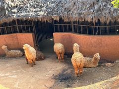 -云南野生动物园