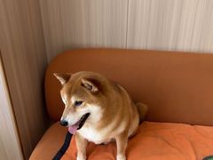 -申普宠物医院·眼科·心内科·影像科(普陀分院)