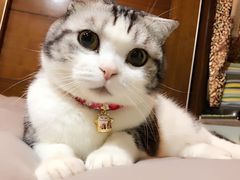 -小尾巴宠物店(万科·金域华庭店)