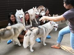 -TrueLove @ Neverland (Husky Cafe)