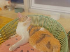 -Cappucimeow猫咪咖啡馆(韦伯时代店)