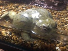 -暹罗海洋世界