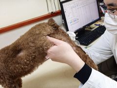 -艾贝尔宠物医院 ·内科全科(梁溪路店)