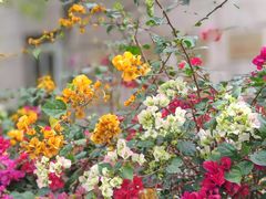-佛山市中医院(院本部)