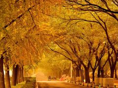 -三里屯东五街银杏大道