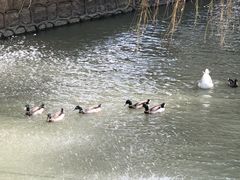 -同里湖度假村(二期店)