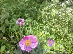 -武陵山森林公园