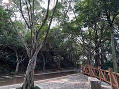 -银湖山郊野公园-相思林