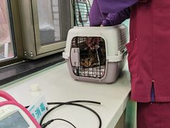 -北京观赏动物医院·24小时大型综合·猫专科·异宠专科