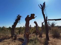 -亿利库布其七星湖沙漠生态旅游区