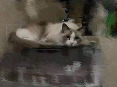 -瑞派宠物医院·24h·骨外科·皮肤科·全科宠物医疗转诊中心(沈阳浑南院)