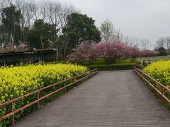-径山花海