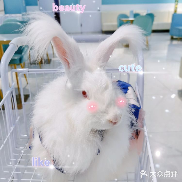 Nice 🐰meet U-魔都遇见萌兔